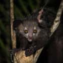 Aye-aye on Random Insanely Cool Animals You Can Only Find In Madagascar