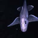 Chimaera on Random Gnarly Creatures That Have Adapted To Life On Ocean Floor
