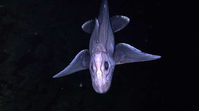 13 Crazy Animals That Live On The Ocean Floor