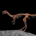 Compsognathus on Random Extinct Species You Would Bring Back From Dead