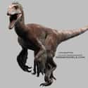 Utahraptor on Random Scariest Types of Dinosaurs Ever to Walk the Earth