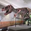 Tyrannosaurus Rex on Random Extinct Species You Would Bring Back From Dead