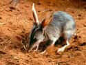 Bilby on Random Fascinating Facts You Probably Never Learned About Marsupials