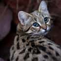 Black-footed Cat on Random Wild Dog And Cat Species That Are Amazingly Rare