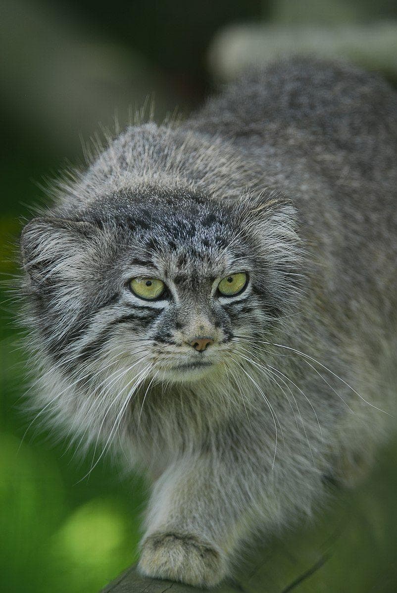The Best of the Awwducational Subreddit, Ranked