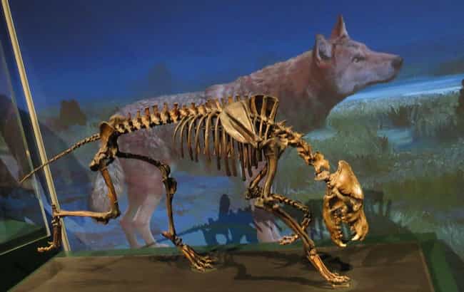 prehistoric wolf
