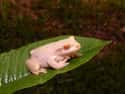 Cuban tree frog on Random Incredible Albino (and Leucistic) Animals
