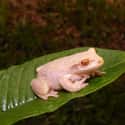Cuban tree frog on Random Incredible Albino (and Leucistic) Animals