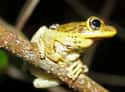 Cuban tree frog on Random Wild Animals That Cause Serious Problems In Florida