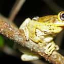 Cuban tree frog on Random Wild Animals That Cause Serious Problems In Florida