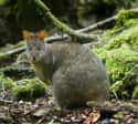 Tasmanian Pademelon on Random Fascinating Facts You Probably Never Learned About Marsupials