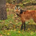 Maned Wolf on Random Wild Dog And Cat Species That Are Amazingly Rare