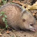Common Tenrec on Random Insanely Cool Animals You Can Only Find In Madagascar