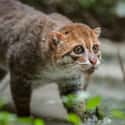 Flat-headed Cat on Random Wild Dog And Cat Species That Are Amazingly Rare