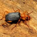Bombardier beetle on Random Real Animals That Literally Have Superpowers
