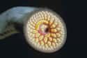 Sea lamprey on Random Oddly Terrifying Animal Mouths That Are Upsetting To Even Look At