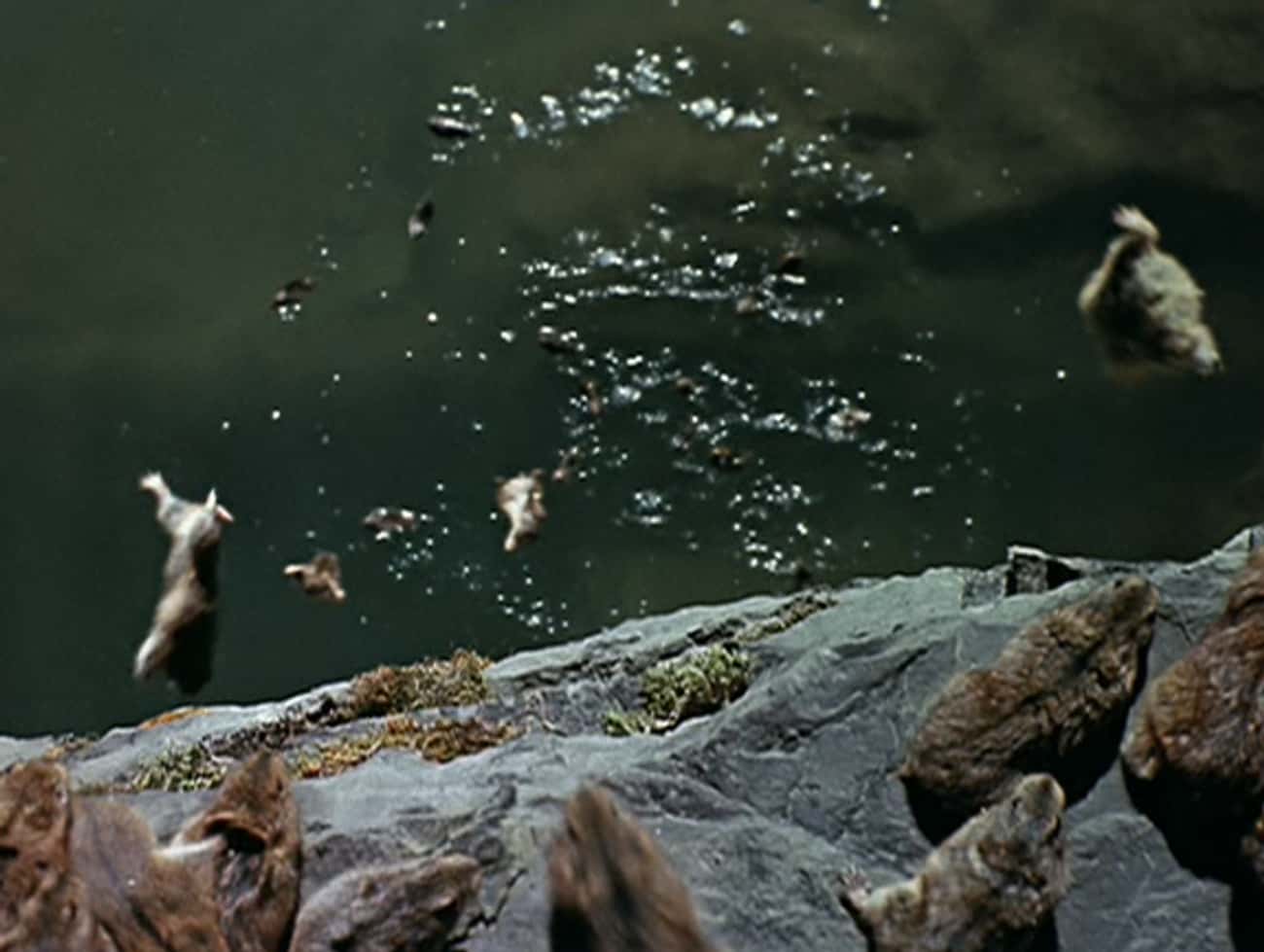 Lemmings Commit Mass Suicide By Jumping Off Cliffs