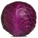 Red cabbage on Random Types of Lettuce