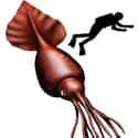 Colossal Squid on Random Scariest Animals in the World