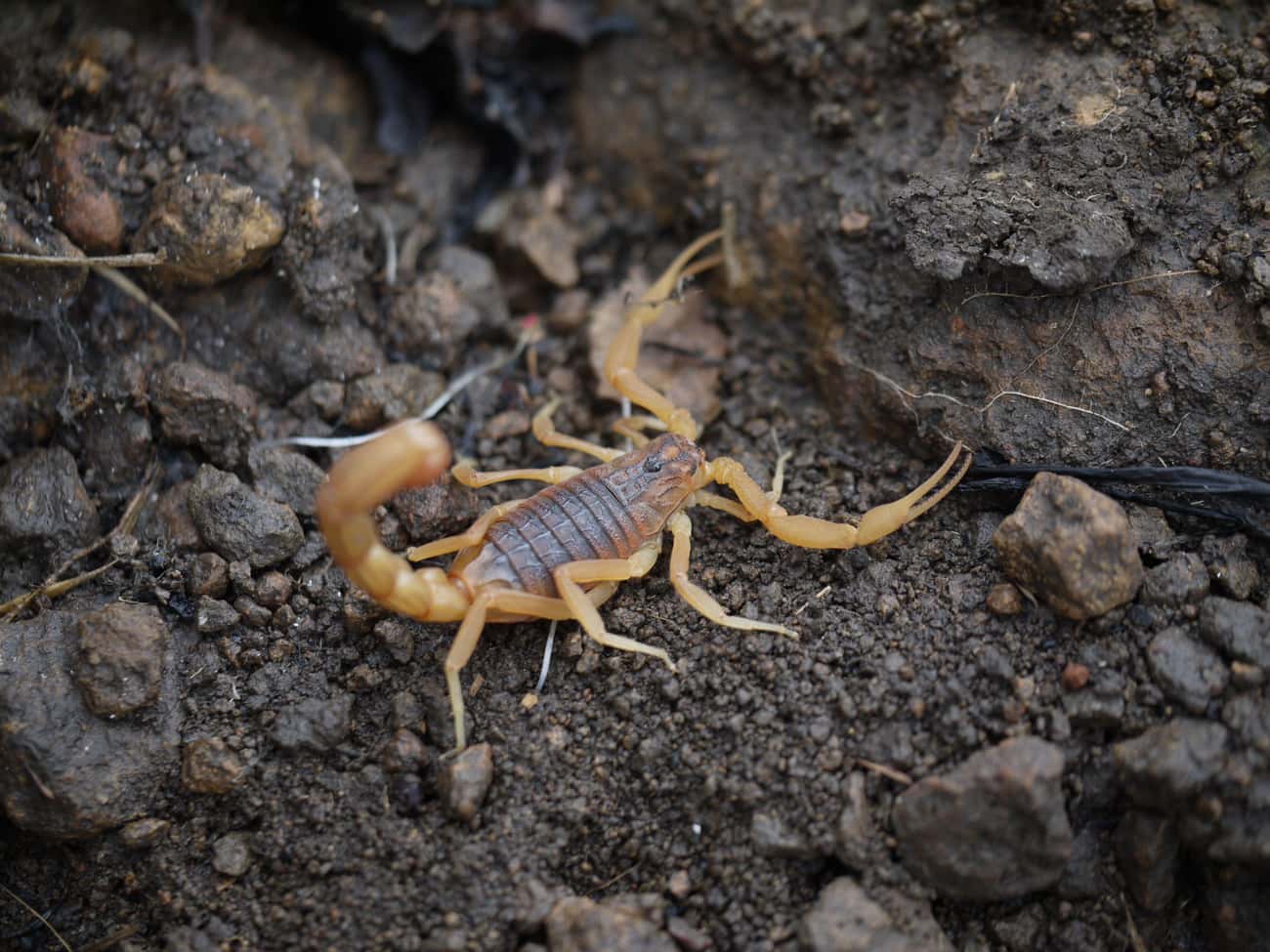 The Indian Red Scorpion Is One Of The Most Deadly In The World