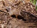 Numbat on Random Fascinating Facts You Probably Never Learned About Marsupials