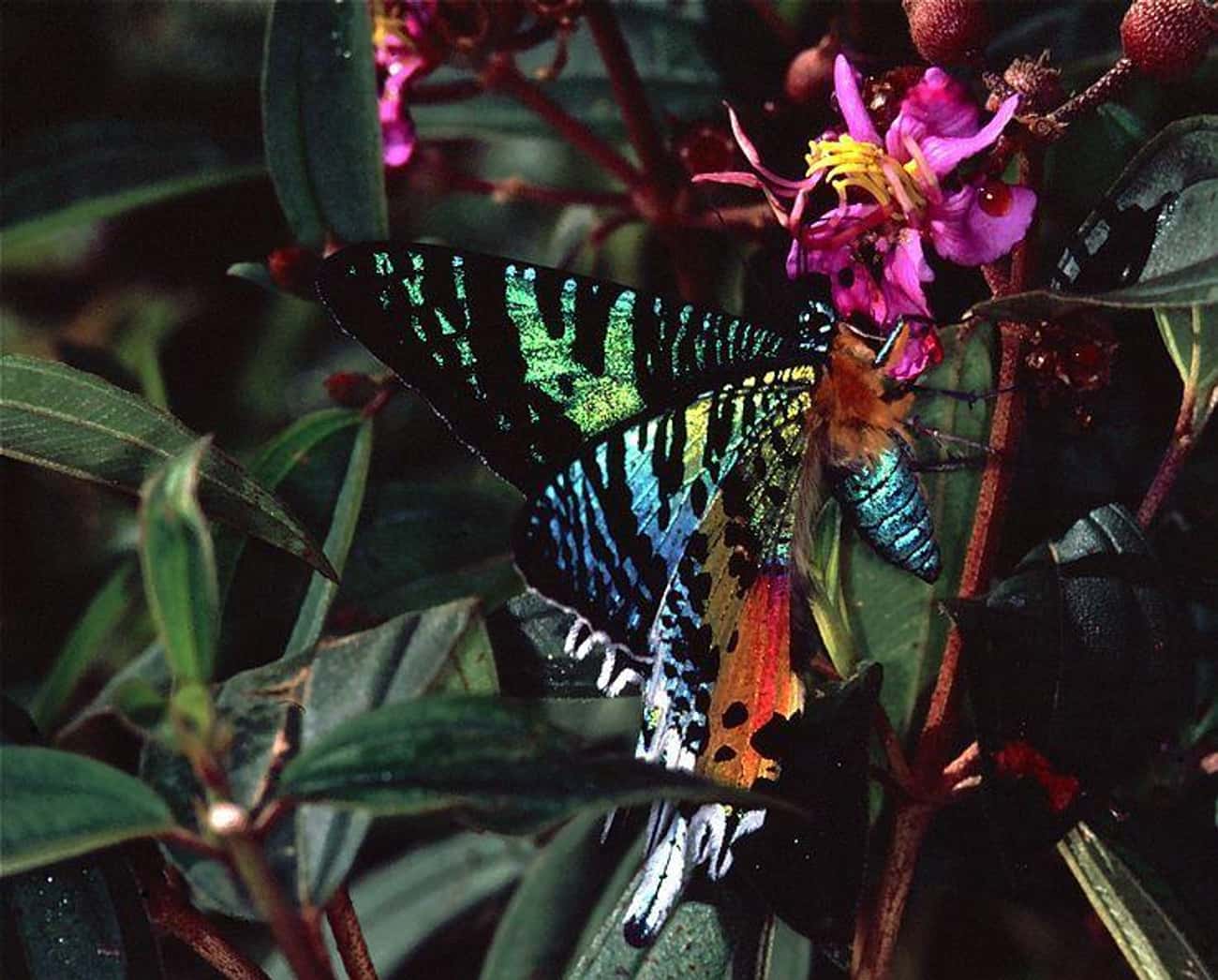 The Madacascan Sunset Moth Secretly Loves To Hula Hoop