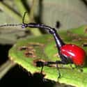 Giraffe weevil on Random Insanely Cool Animals You Can Only Find In Madagascar