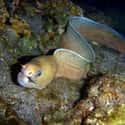 Moray eel on Random Scariest Animals in the World