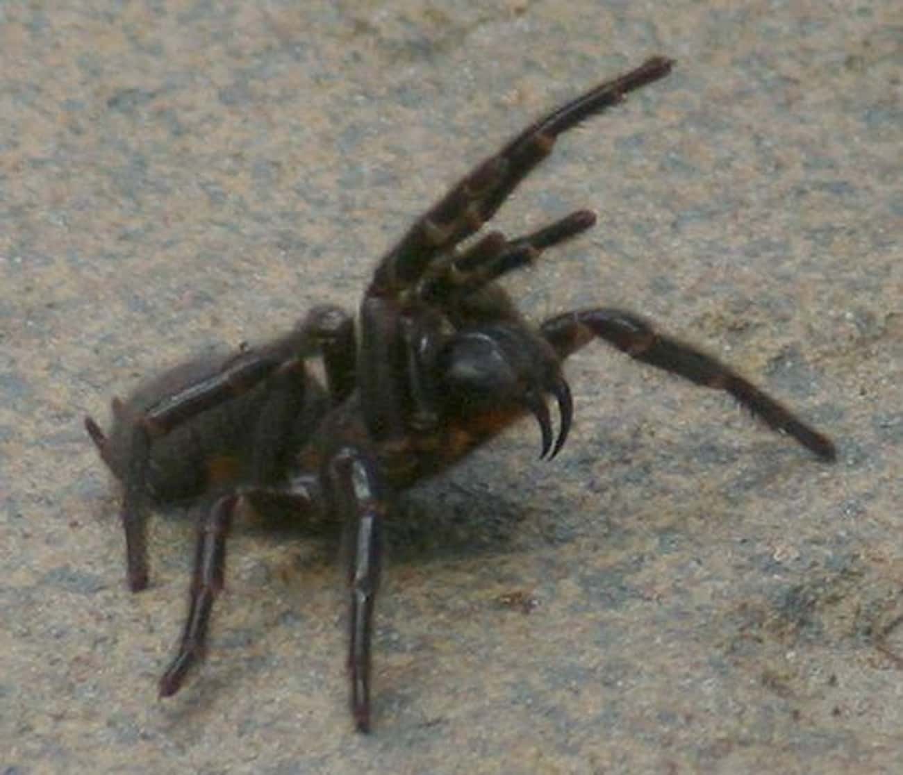 Hidden Danger In The Sydney Funnel Web Spider