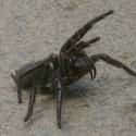 Sydney funnel-web spider on Random Deadly Animals That Prove Australia Is Scariest Place On Earth