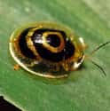 Golden tortoise beetle on Random Animals That Can Change Their Color