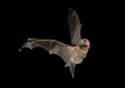 Evening Bat on Random Crazy Ways Animals Have A Sixth Sense