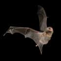 Evening Bat on Random Crazy Ways Animals Have A Sixth Sense