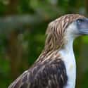 Philippine Eagle on Random Most Interesting Birds on Earth