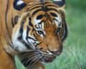 Malayan Tiger on Random World's Most Beautiful Animals
