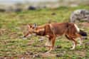 Ethiopian Wolf on Random Wild Dog And Cat Species That Are Amazingly Rare