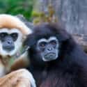 Hainan Black Crested Gibbon on Random Animals are Fewer Than 100 In Entire World