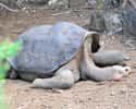 Lonesome George on Random Pictures Of Endlings, Possibly The Last Members Of Their Species