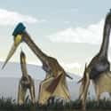 Quetzalcoatlus on Random Famous Prehistoric Animals You'll Be Surprised To Learn Aren't Actually Dinosaurs
