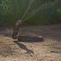 Spitting cobra on Random Horrifying Animals From Thailand