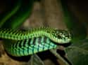 Boomslang on Random Scariest Types of Snakes in the World
