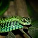 Boomslang on Random Scariest Types of Snakes in the World