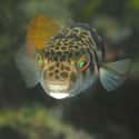 Smooth toadfish on Random Most Poisonous Creatures In Sea