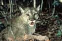 Florida Panther on Random Deadliest Animals In Florida