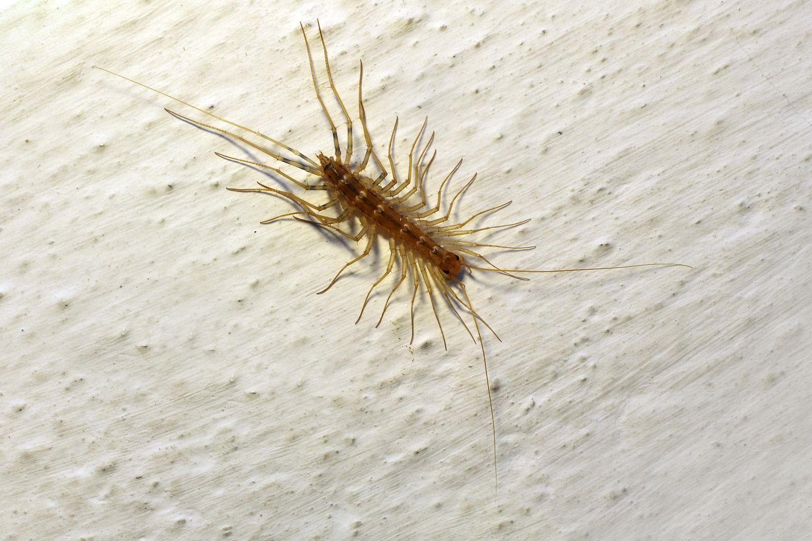 Random Grossest Bugs on Earth