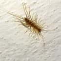 House centipede on Random Grossest Bugs on Earth