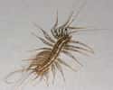 House centipede on Random Truly Strange Infestations That Could Be Taking Over Your House Right Now
