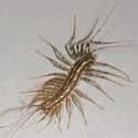 House centipede on Random Truly Strange Infestations That Could Be Taking Over Your House Right Now