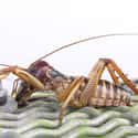Weta on Random Grossest Bugs on Earth