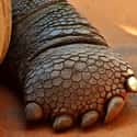 Giant tortoise on Random Weird Animal Feet You Have To See To Believe